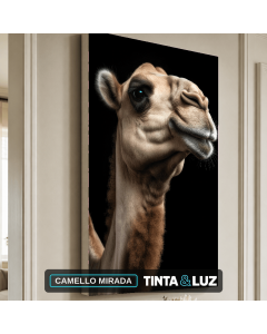 CAMELLO MIRADA