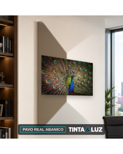 PAVO REAL ABANICO