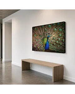 PAVO REAL ABANICO