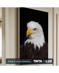 ÁGUILA CALVA FRONTAL