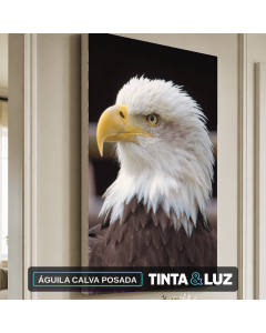 ÁGUILA CALVA POSADA