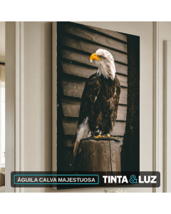 ÁGUILA CALVA MAJESTUOSA