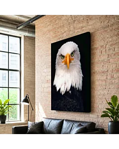 ÁGUILA CALVA PERFIL II