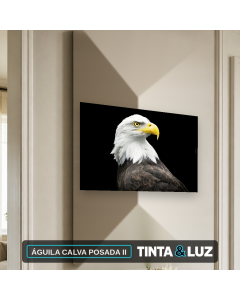 ÁGUILA CALVA POSADA II