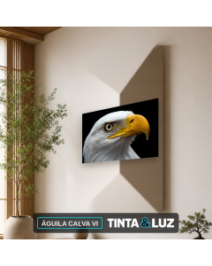ÁGUILA CALVA VI