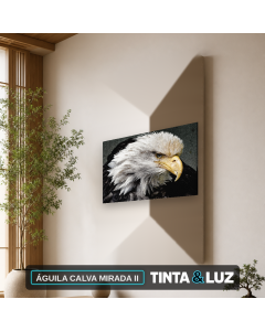 ÁGUILA CALVA MIRADA II