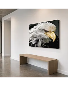 ÁGUILA CALVA MIRADA II