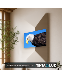 ÁGUILA CALVA RETRATO IV
