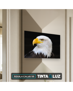ÁGUILA CALVA VII