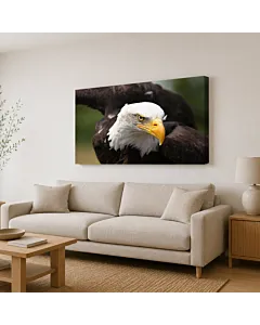 ÁGUILA CALVA PESCANDO