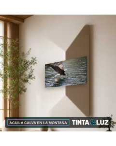 ÁGUILA CALVA EN LA MONTAÑA
