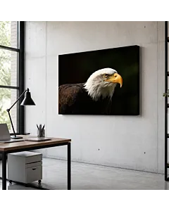 ÁGUILA CALVA EN VUELO