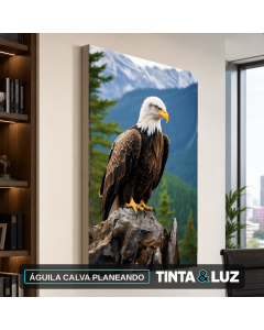 ÁGUILA CALVA PLANEANDO