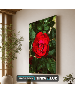 ROSA ROJA