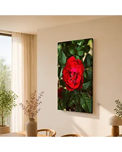 ROSA ROJA