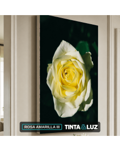 ROSA AMARILLA III