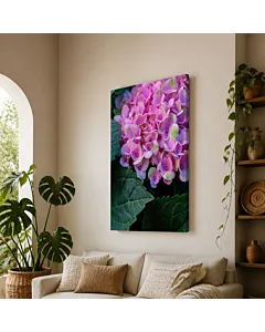 HORTENSIA ROSA