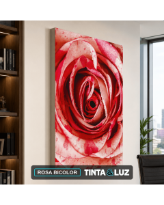 ROSA BICOLOR