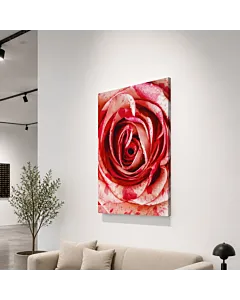 ROSA BICOLOR