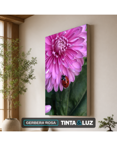GERBERA ROSA