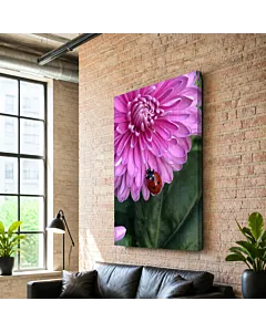 GERBERA ROSA