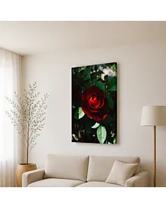 ROSA ROJA OSCURA