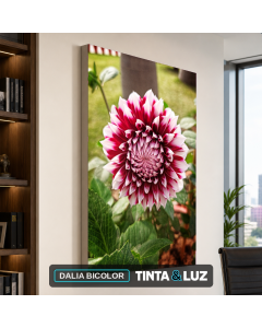 DALIA BICOLOR