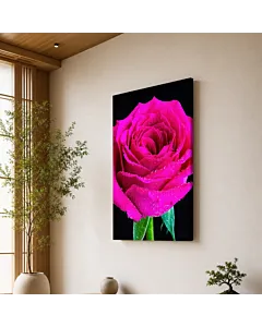 ROSA FUCSIA II