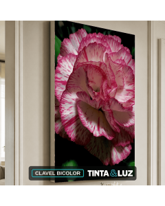 CLAVEL BICOLOR