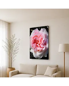 ROSA ROSADA