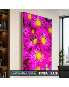 MARGARITAS FUCSIA
