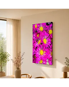 MARGARITAS FUCSIA
