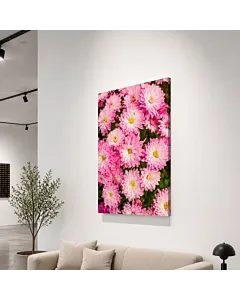 CRISANTEMOS ROSADOS