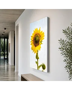 GIRASOL
