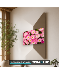 ROSAS DURAZNO IV