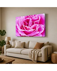 ROSA ROSADA III
