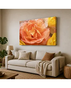 ROSA DURAZNO