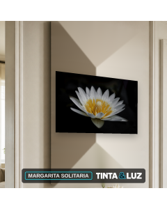 MARGARITA SOLITARIA