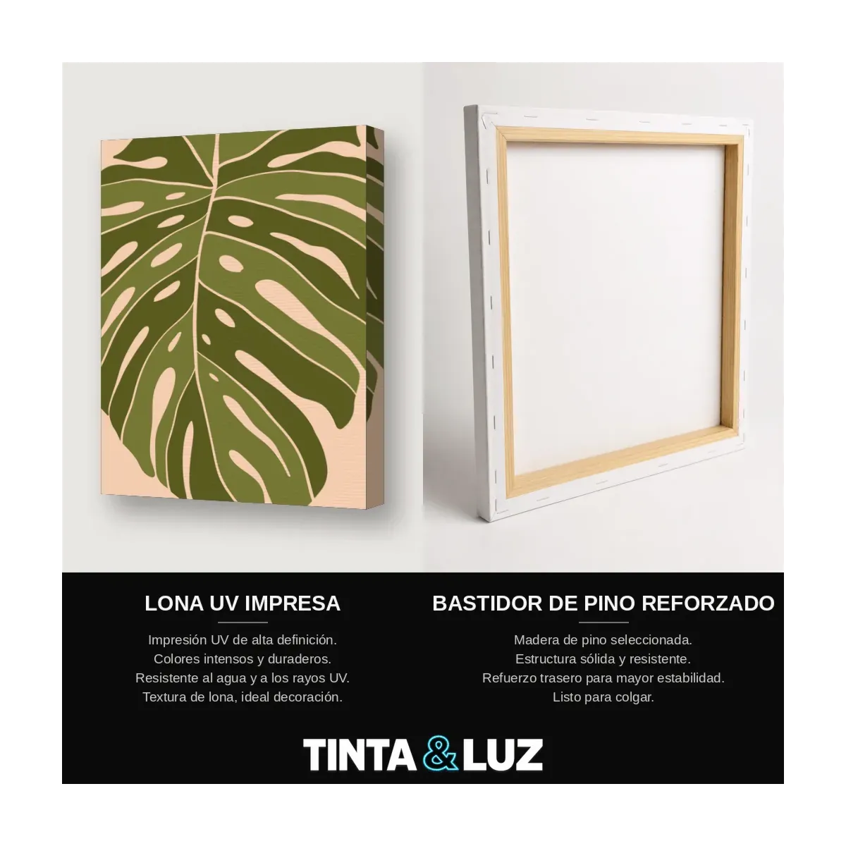 MONSTERA DE OLIVO
