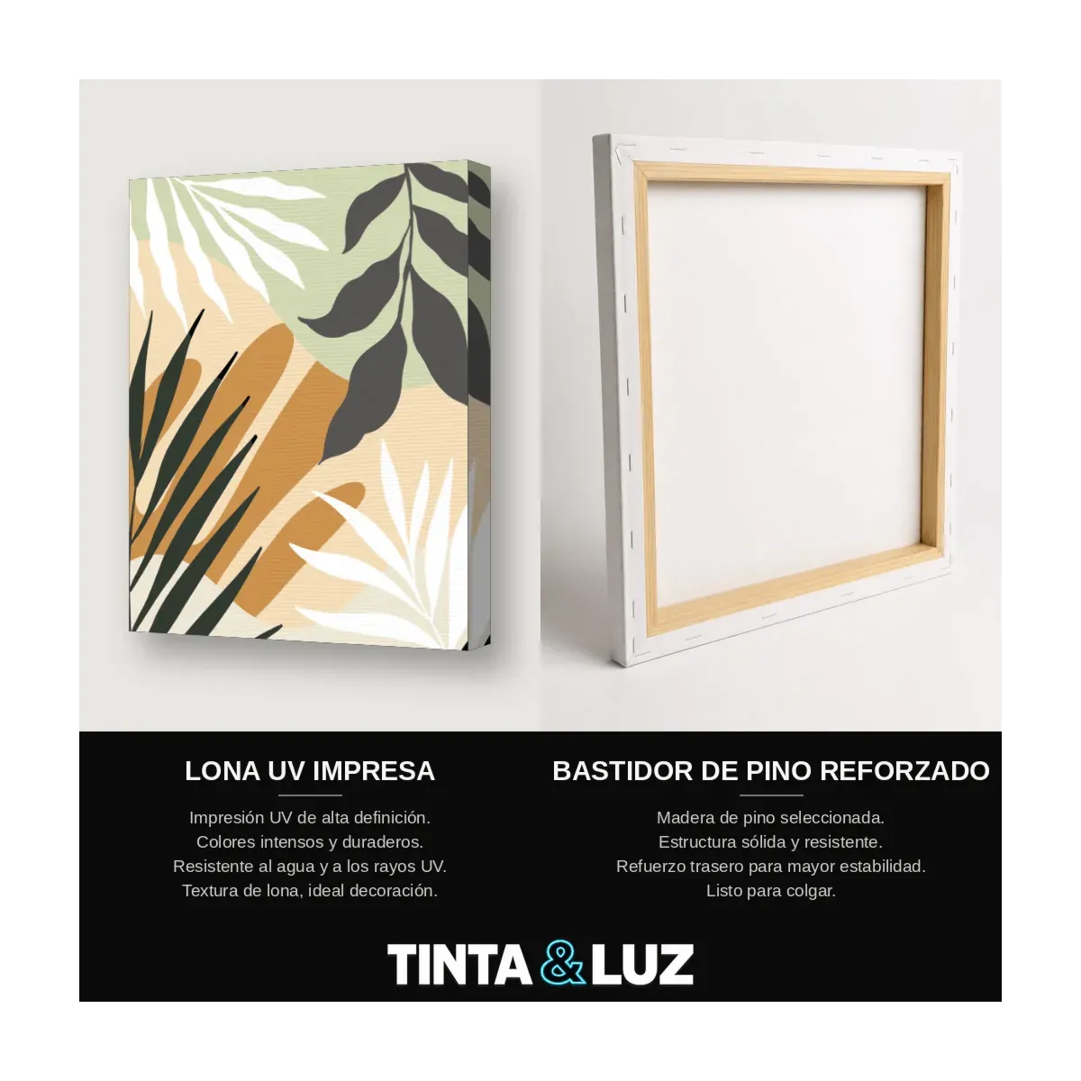MONSTERA NOCTURNA