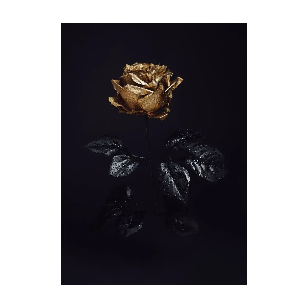 ROSA DE ORO NEGRO