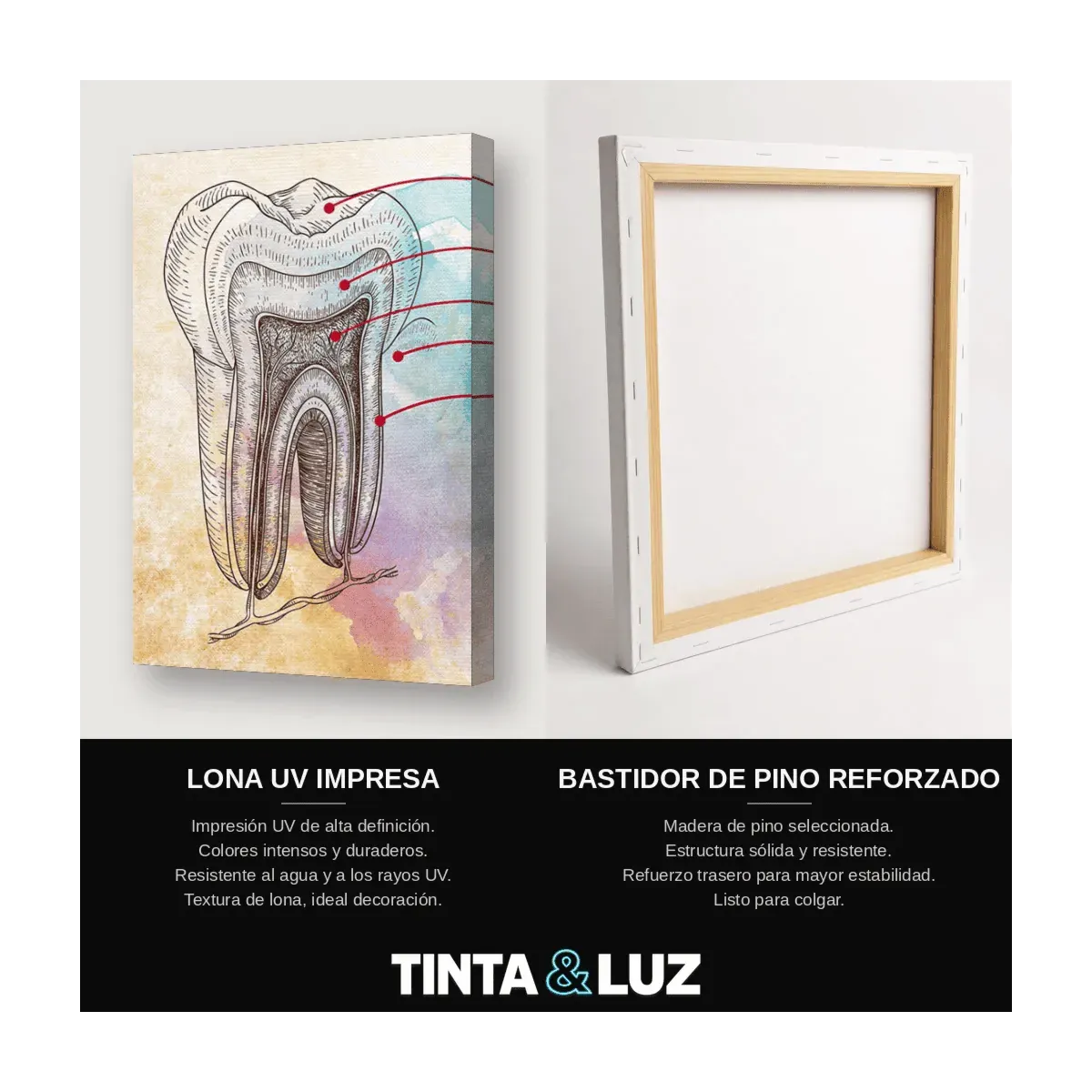DIENTE ILUSTRADO