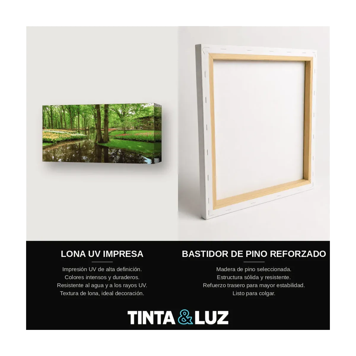 BOSQUE Y LUZ
