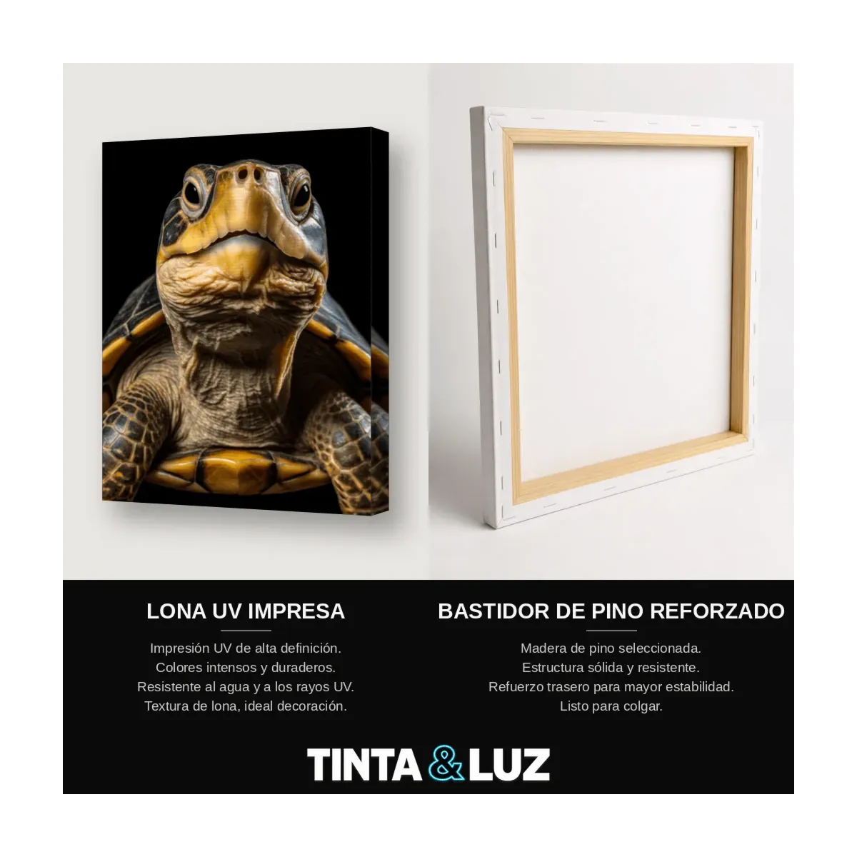TORTUGA TERRESTRE