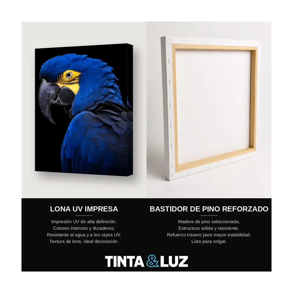 GUACAMAYO AZUL