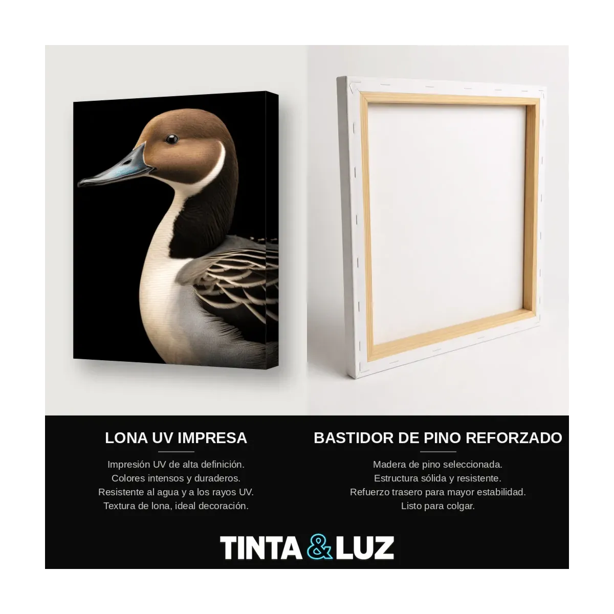 PATO ELEGANTE
