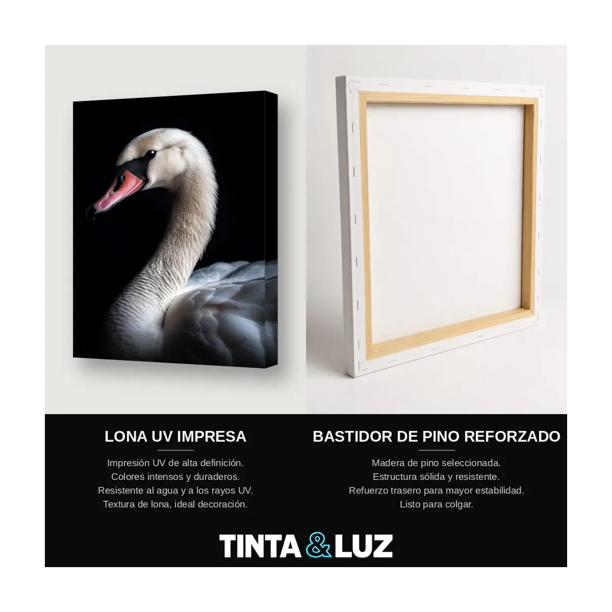 CISNE BLANCO