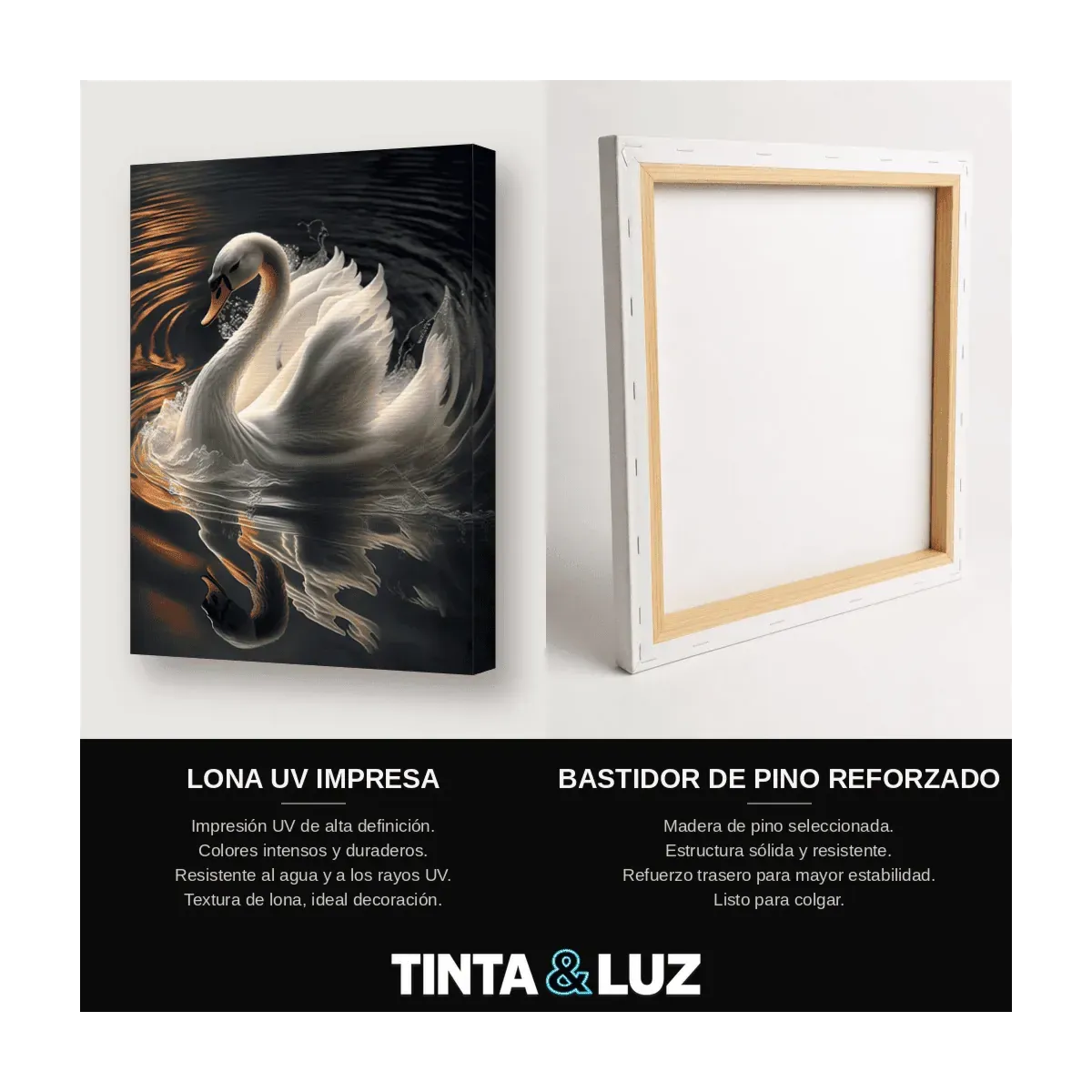 CISNE ELEGANTE