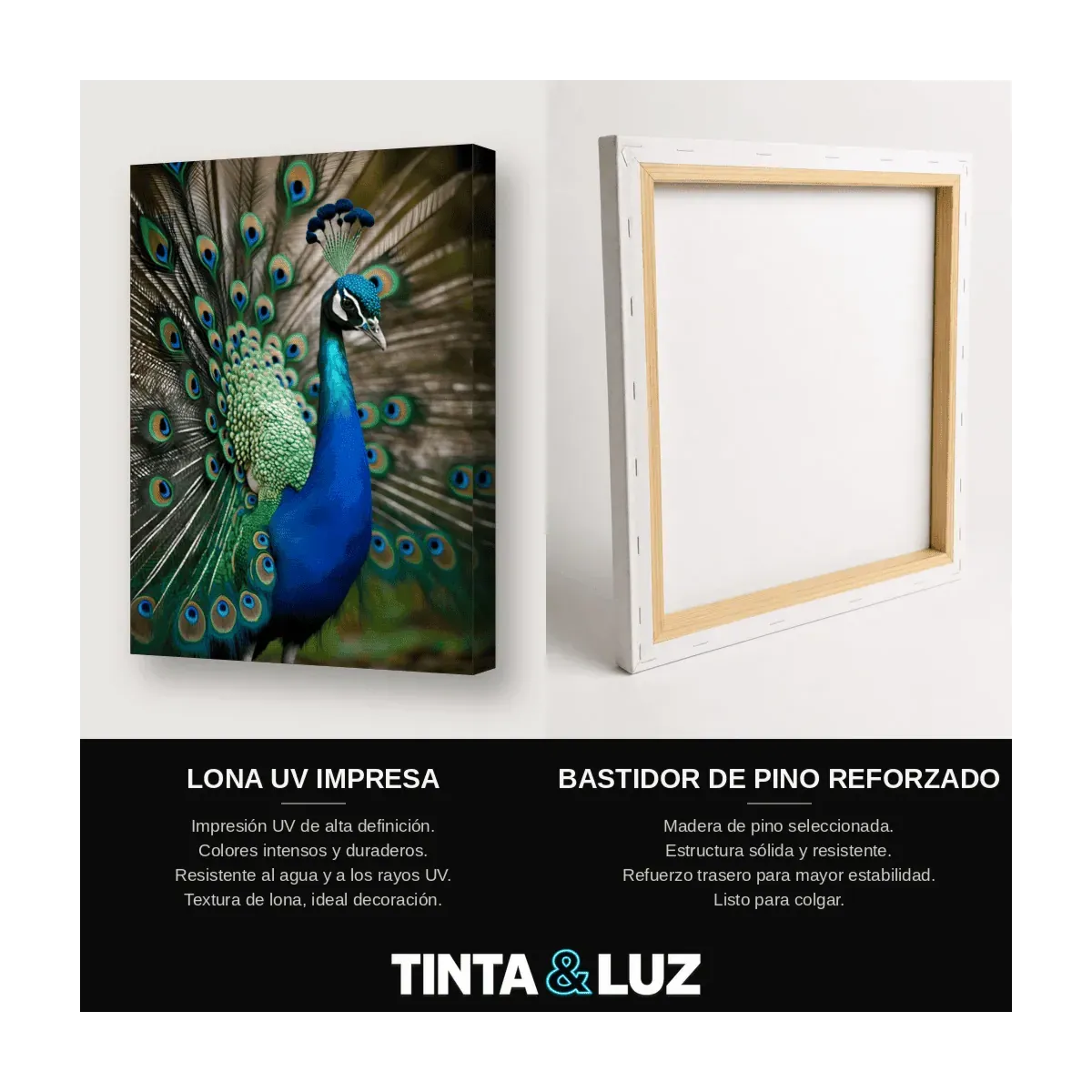 PAVO REAL EN ABANICO