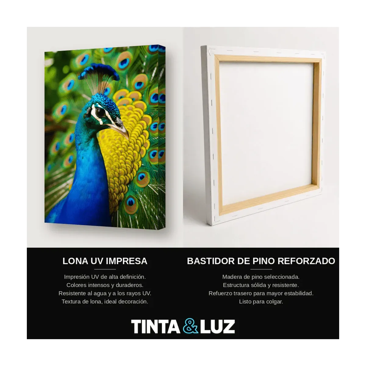 PAVO REAL VIBRANTE